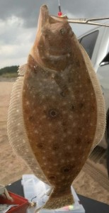 Summer flounder