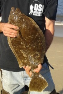Summer flounder