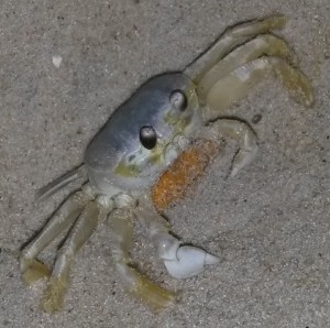 ghost crab with eggs
