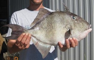 Grey Triggerfish