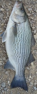 Hybrid striped bass, M. chrysops x M. saxatilis