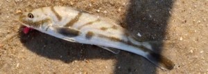 King Fish (northern), Roundhead, Sea Mullet, Whiting, King Whiting, Virginia Mullet, Menticirrhus saxatilis