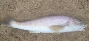 King Fish (southern), whiting