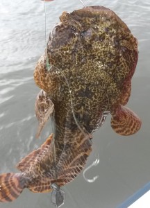 oyster cracker, toad fish, ,mother in law fish, ugly toad, bar dog, sussex county, delaware bay, roosevelt inlet, iri, indian river inlet, masseys landing