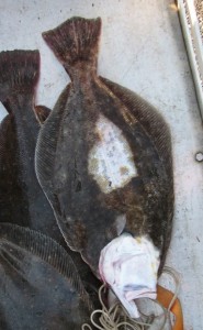 Summer flounder piebald