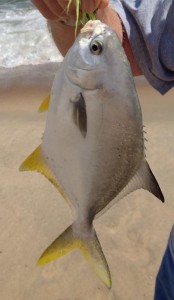 Pompano, delaware bay, rehoboth, tropical fish in the northeast, fishbites, bloodworms, top and bottom rig, surf fishing,