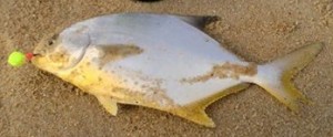 Pompano, florida pompano