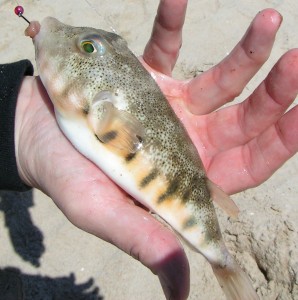 Northen puffer fish, Sphoeroides maculatus