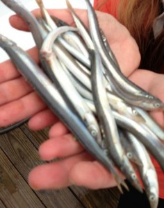 Sand Eels