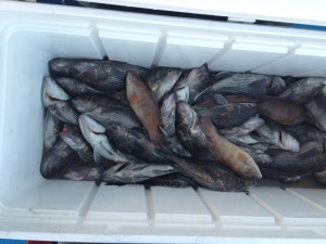 sea bass, lil angler II, deep dropping for sea bass