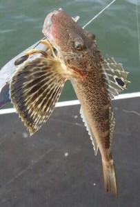 gurnard, northern sea robin, sussex county, delaware bay, offshore fishng, old grounds, b buoy, shipping lanes, cut bait, flying fish
