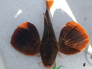 Sea Robin, gurnard. atlantic fish, delaware bay, old grounds, flounder fishing, cut bait, sussex county