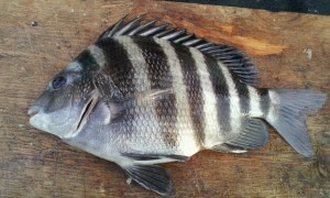Sheepshead, convict fish, Archosargus probatocephalus,