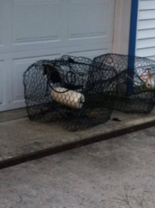 skunk in crab trap, crab pot, crabbing season in delaware, blue claw crab
