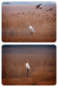 snowy owl in Delaware, port mahon, bird watching, north american owls, irruption, migratory raptors, arctic owls