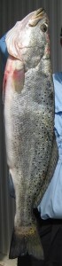 speckled trout, speck, speckles, spec, truite gris (Louisiana French), trucha de mar (Mexican Spanish), spotted weakfish, spotted seateague, southern seateague, salmon, salmon trout, simon trout, winter trout, seatrout, Nosferatu fish, and black trout. Particularly large ones are nicknamed gator trout