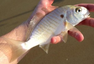 Spot, bait fish, rockfish candy, striper candy, Leiostomus xanthurus, spot croaker