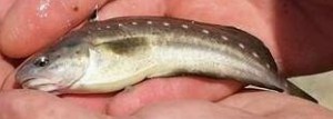 Spotted hake, ling cod, sussex county, delaware, delaware bay,