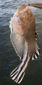 Northern Stargazer, Northern Stargazer, Astroscopus guttatus, aranhuco, bezmek, cabecudo, kurbaga baligi, lychnos, pesce prete, skaber amerykanski, rata, sterngucker, stjarnkikare, taivaantahystaja
