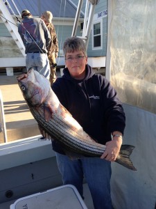 striped bass, bethany lumps, atlantic migratory fish, rockfish, linesider, charter boats in delaware