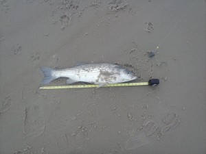 striped bass, rockfish, surf fishing delaware, conquest beach, faithful steward, savages ditch, linesider, fall run 2014, migratory bass, atlantic fish