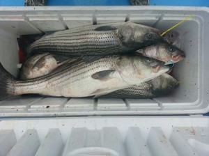 striped bass, charter fishing, lewes harbor marina, EEZ no fish zone, atlantic migratory fish, rockfish, rock the rocks, linesiders, fall run, bunker pods, whales offhsore