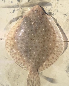 Sundial (flounder), window pane
