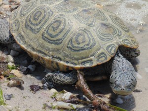 Diamond Back Terrapin