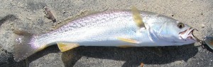 Weakfish,Gray Trout, Yellowfin Trout, Squeteague, Tiderunner delaware state fish, sea trout,