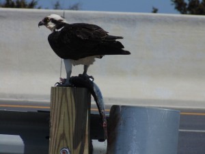 osprey, bird watching, raptors, 1000 acre marsh, ecotourism