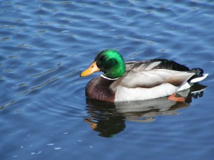 Mallard Duck, 1000 acre marsh, delaware wildlands, bird watching, waterfowl hunting,