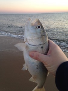 bunker, fall run, cape henlopen state park, indian river inlet,