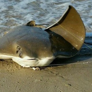 cape henlopen state park, cownose ray, surf fishing,