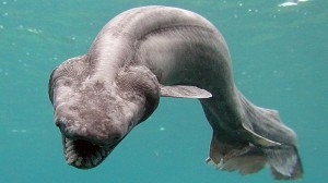 japan, deep sea creatures, frilled shark, eel like creatures,