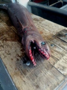 Frilled shark, australia, japan, deep water fish species, eel like fish, deep sharks