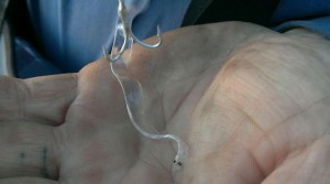 glass eel, american eel, spoon fishing, yellow eel, sragasso sea, freshwater eels, striped bass bait