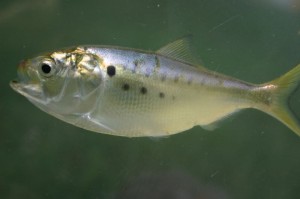 atlantic menhaden, bunker, fat back, chunking, migratory bait fish, inland bays, atlantic ocean, indian river inlet,