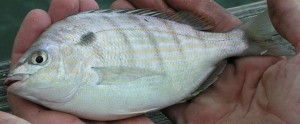 Pinfish, pin perch, sand perch, butterfish