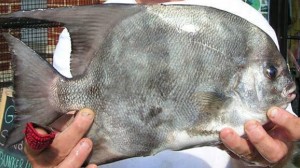 spade fish, Chaetodipterus faber, angelfishes, atlantic spades, butterfly fishes, jackasses, leather coats, moonfish, ocean cobblers, paouas, pot covers, sea donkeys, spadefishes, Threebanded sheepheads, threetailed porgy, tripletails, white angels, white angelfishes