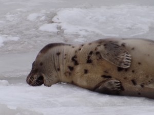 harp seal, delaware, sussex county, roosevelt inlet, lewes canal, ice pack