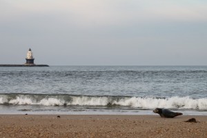 harbor seal, grey seal, cape henlopen, the point, sussex county,harbor of safe refuge, surf fishing, delaware, migratory seals, lewes, inner wall, outer wall, haystacks