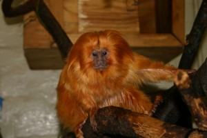 Gold Lion Tamarin, Brandywine Zoo, delaware state parks, star wars