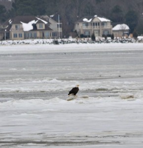 bald eagle, delaware, sussex county, raptors, indian river bay,
