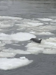 seal, iri. indian river inlet, sussex county, rehoboth, delaware, ice flow in delaware, delaware bays covered in ice
