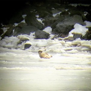 Harbor seal, roosevelt inlet, lewes canal, broadkill river, ice pack, pancake ice, sussex county, delaware, rock jetty,