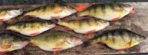 yellow perch, neds, milton, winter fishing, grass shrimp, sussex county, delaware, outdoors fun, ponds, lakes, streams, tidal creeks,
