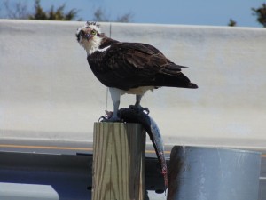 osprey, raptors, indian river inlet, iri, rehoboth bay, assawoman bay, old inlet, fish finder, sussex county, delaware