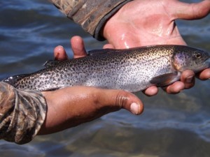 rainbow trout, newton pond, tidbury pond, stocking, opening day