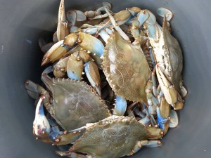 Delaware, Blue Claw Hard Crabs, indian river inlet, rehoboth bay, assawoman bay, inland bays, delaware bay, steamed crabs, crab cakes, snook, jimmy, sponge crab, she crab, peelers, soft shell