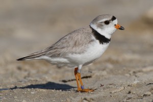 piping plover, protected birds, taste like chicken, beach closures